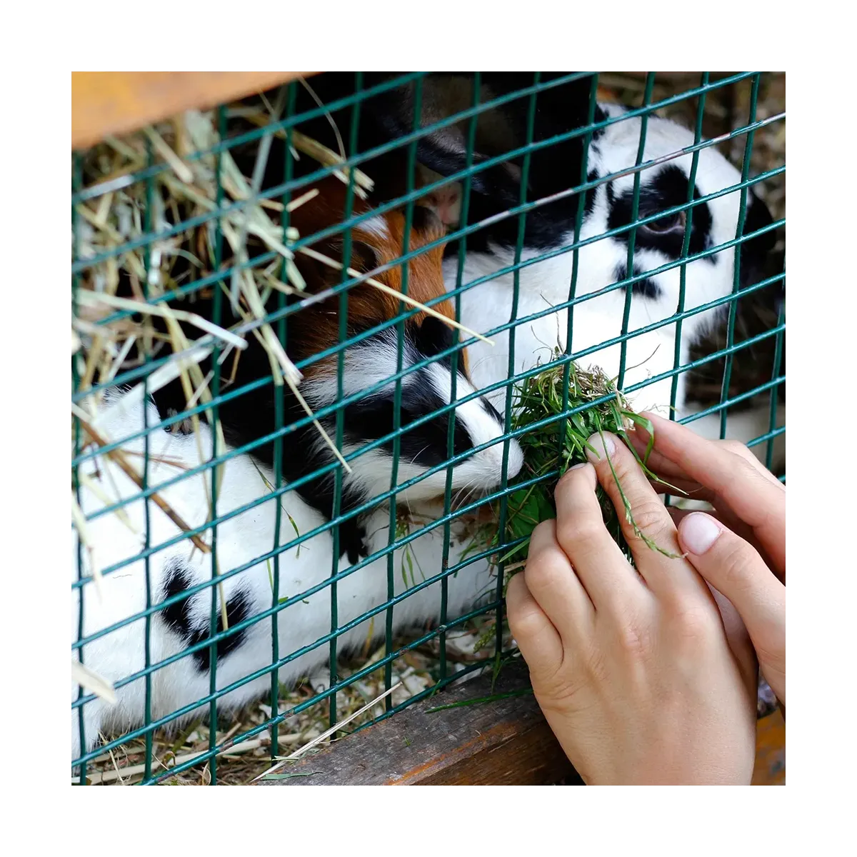 Grillage à lapin fermette plastifié - maille 13 mm