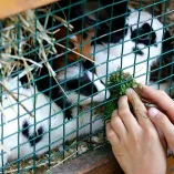 Grillage à lapin fermette plastifié - maille 13 mm