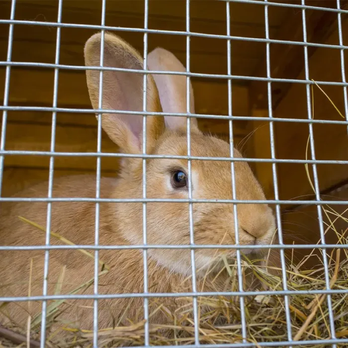 Grillage à lapin fermette galvanisé - maille 13 mm