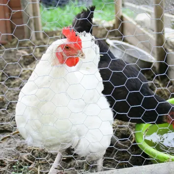 Grillage à poule triple torsion galvanisé - maille 25 mm