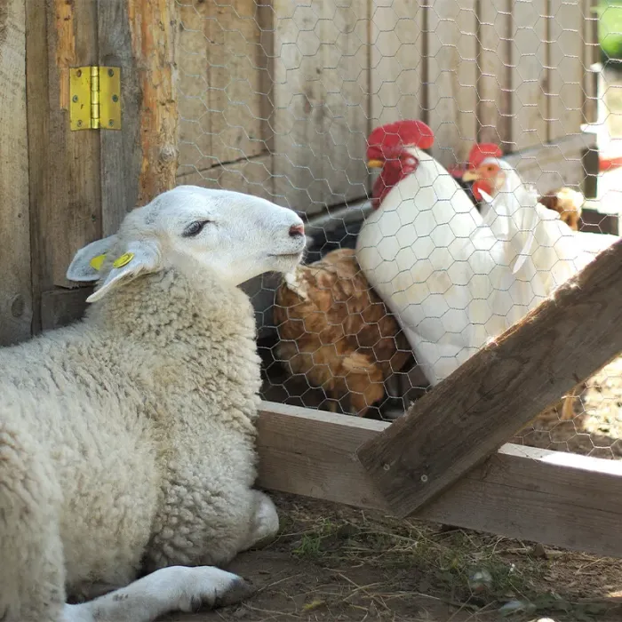 Grillage à poule triple torsion galvanisé