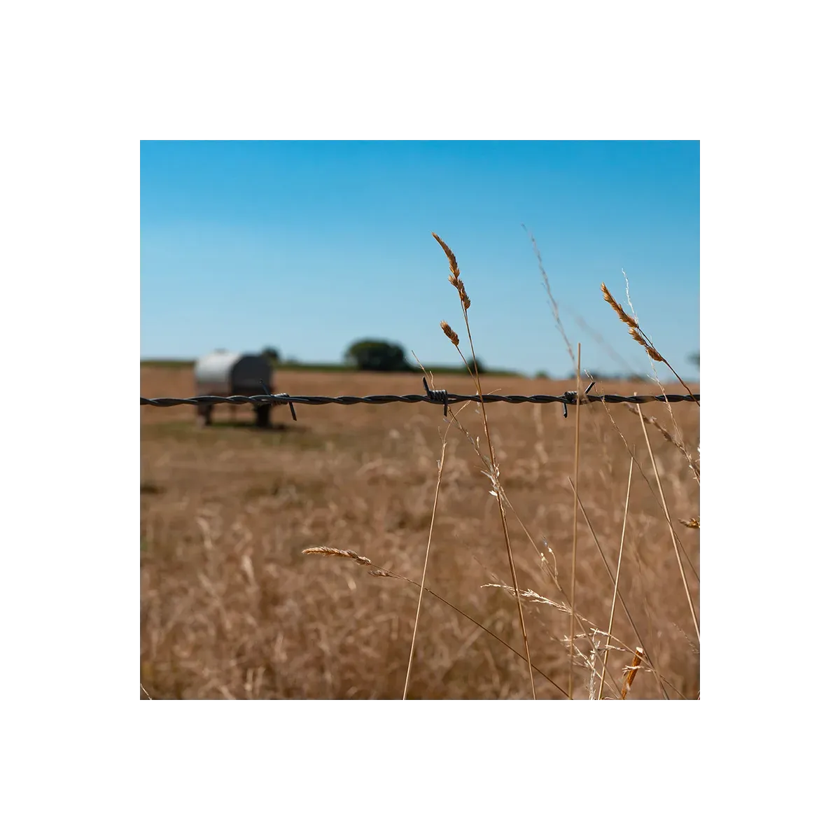 Fil barbelé - Ronce Rodeo