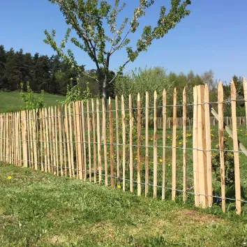 Ganivelle châtaignier 7-8 cm