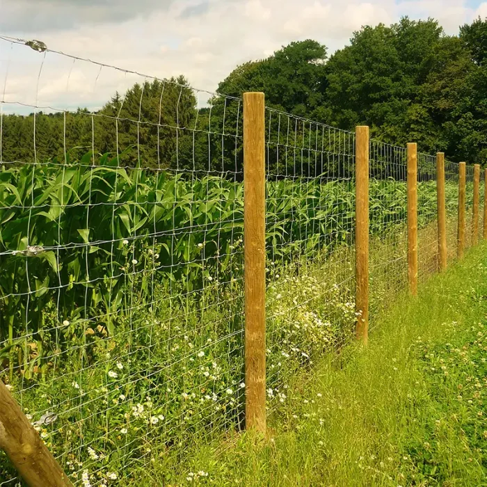 Installation d'un grillage noué galvanisé PRIMO sur une parcelle agricole