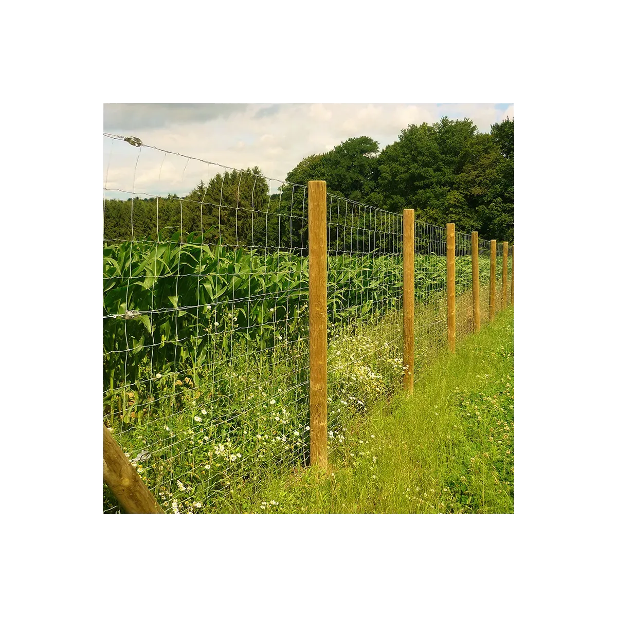 Installation d'un grillage noué galvanisé PRIMO sur une parcelle agricole