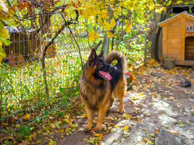 Comment construire un chenil en grillage rigide pour son chien ?