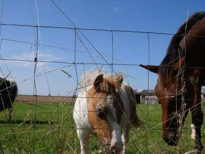 Grillage pour terrain agricole : comment choisir et installer la bonne clôture ?